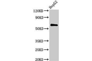 Western Blot Positive WB detected in: HepG2 whole cell lysate All lanes: CTPS2 antibody at 2. (CTPS2 anticorps  (AA 62-315))