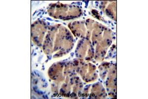LIPC Antibody (Center) (ABIN656217 and ABIN2845534) immunohistochemistry analysis in formalin fixed and paraffin embedded human stomach tissue followed by peroxidase conjugation of the secondary antibody and DAB staining.