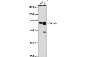 Western blot analysis of extracts of various cell lines, using PKC zeta antibody (ABIN6128468, ABIN6146211, ABIN6146213 and ABIN6221376) at 1:1000 dilution. (PKC zeta anticorps  (AA 453-592))