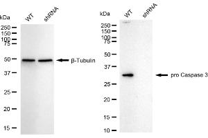 Western blotting analysis using pro Caspase 3 antibody (ABIN7799901). (Recombinant Pro Caspase 3 anticorps)