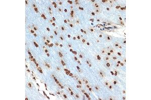 Immunohistochemistry of paraffin-embedded rat brain using Histone H2B Rabbit mAb (ABIN7267736) at dilution of 1:100 (40x lens).