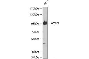 Western blot analysis of extracts of PC-3 cells using WWP1 Polyclonal Antibody. (WWP1 anticorps)