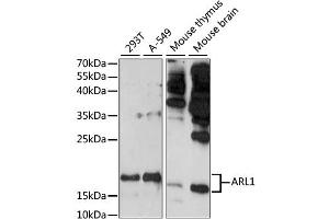 Western blot analysis of extracts of various cell lines, using ARL1 antibody (ABIN6291259) at 1:1000 dilution. (ARL1 anticorps)