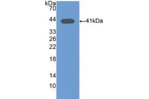 Western blot analysis of recombinant Mouse Osteocalcin. (Osteocalcin anticorps  (AA 14-95))