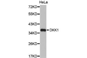 Western Blotting (WB) image for anti-Dickkopf Homolog 1 (DKK1) antibody (ABIN1872280) (DKK1 anticorps)