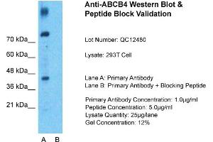 Host: Rabbit  Target Name: ABCB4  Sample Tissue: 293T Whole Cell  Lane A:  Primary Antibody Lane B: Primary Antibody + Blocking Peptide Primary Antibody Concentration: 1 µg/mL Peptide Concentration: 9 µg/mL Lysate Quantity: 941 µg/lane/LaneGel Concentration: 9.