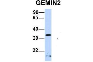 Host:  Rabbit  Target Name:  GEMIN2  Sample Type:  Human 721_B  Antibody Dilution:  1. (SIP1 anticorps  (Middle Region))