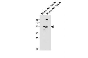 All lanes : Anti-SLC16A3 Antibody (C-term) at 1:1000 dilution Lane 1: Human skeletal muscle tissue lysate Lane 2: Rat skeletal muscle tissue lysate Lysates/proteins at 20 μg per lane.