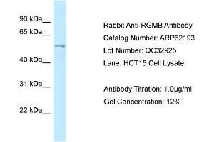 Western Blotting (WB) image for anti-RGM Domain Family, Member B (RGMB) (C-Term) antibody (ABIN2789057) (RGMB anticorps  (C-Term))