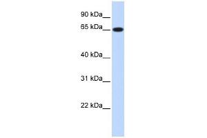 Ribophorin I antibody used at 1 ug/ml to detect target protein. (RPN1 anticorps  (Middle Region))