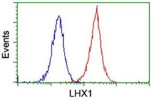 Image no. 5 for anti-LIM Homeobox 1 (LHX1) (AA 100-362) antibody (ABIN1490806) (LHX1 anticorps  (AA 100-362))