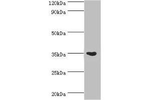 Western blot All lanes: Arginase-1 antibody at 3 μg/mL + Mouse liver tissue Secondary Goat polyclonal to rabbit IgG at 1/10000 dilution Predicted band size: 35, 36, 26 kDa Observed band size: 35 kDa (Liver Arginase anticorps  (AA 1-322))