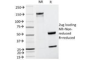 SDS-PAGE Analysis of Purified, BSA-Free Cyclin D1 Antibody (clone CCND1/809). (Cyclin D1 anticorps)