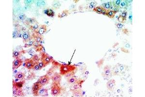 Rat liver tissue was stained by Anti-Angiopoietin-related Growth-Factor (AGF) /ANGIOPOIETIN - LIKE 6 (ANGPTL6) (215-350) (Mouse)