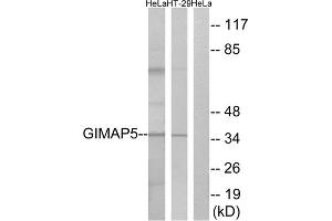 Western blot analysis of extracts from HeLa cells and HT-29 cells, using GIMAP5 antibody.