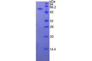 SDS-PAGE analysis of Human Intercellular Adhesion Molecule 5 Protein. (ICAM5 Protéine)