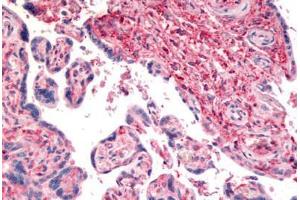 Anti-CD26 antibody  ABIN1048412 IHC staining of human placenta. (DPP4 anticorps  (Internal Region))