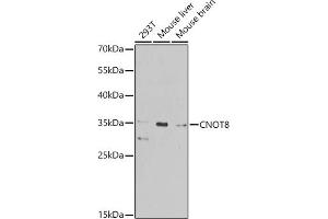 Western blot analysis of extracts of various cell lines, using CNOT8 antibody (ABIN6127644, ABIN6138786, ABIN6138788 and ABIN6224080) at 1:1000 dilution. (CNOT8 anticorps  (AA 1-292))