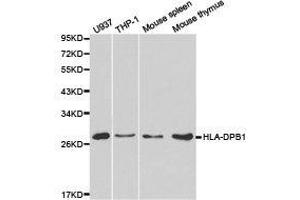 Western Blotting (WB) image for anti-Major Histocompatibility Complex, Class II, DP beta 1 (HLA-DPB1) antibody (ABIN1873027) (HLA-DPB1 anticorps)
