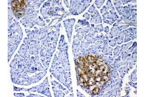 IHC testing of FFPE rat pancreas tissue with IL17A antibody at 1ug/ml. (Interleukin 17a anticorps)