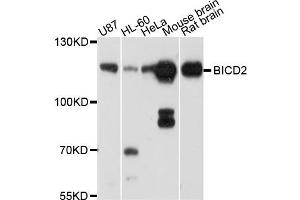 Western blot analysis of extract of various cells, using BICD2 antibody. (BICD2 anticorps)