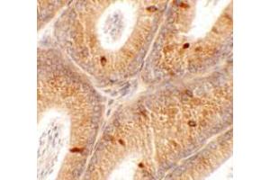 Immunohistochemistry of SPATA4 in mouse testis tissue with SPATA4 antibody at 2. (SPATA4 anticorps  (C-Term))