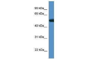 Western Blot showing Tigd4 antibody used at a concentration of 1. (TIGD4 anticorps  (N-Term))