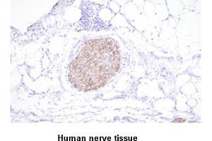 Paraffin embedded sections of human nerve tissue were incubated with anti-human PGP9. (UCHL1 anticorps)