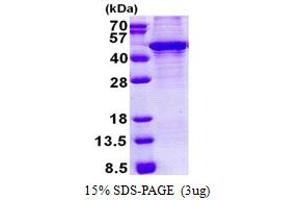 SDS-PAGE (SDS) image for Kruppel-Like Factor 3 (Basic) (KLF3) (AA 1-345) protein (His tag) (ABIN5853140)