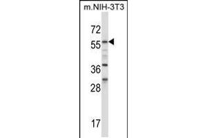 Western blot analysis in mouse NIH-3T3 cell line lysates (35ug/lane).