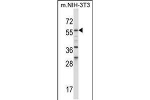 Western blot analysis in mouse NIH-3T3 cell line lysates (35ug/lane). (BIN1 anticorps  (AA 360-389))