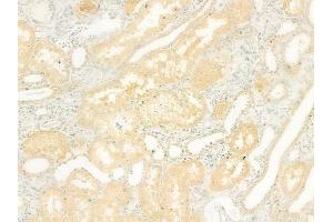 ABIN6264415 and ABIN6278511 at 1/100 staining human normal kidney tissue by IHC-P. (SLC26A5 anticorps  (Internal Region))