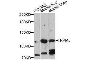 Western blot analysis of extracts of various cell lines, using TRPM5 antibody (ABIN5999108) at 1:3000 dilution. (TRPM5 anticorps)