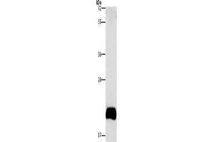 Western Blotting (WB) image for anti-Apolipoprotein B mRNA Editing Enzyme, Catalytic Polypeptide-Like 3C (APOBEC3C) antibody (ABIN2432497) (APOBEC3C anticorps)