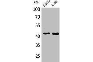 Western Blot analysis of HuvEc K562 cells using Layilin Polyclonal Antibody (Layilin anticorps  (Internal Region))