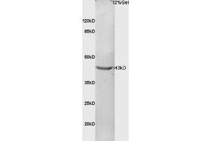 Mouse embryo lysates probed with Anti Phospho-CDK9 (Thr186) Polyclonal Antibody, Unconjugated (ABIN684088) at 1:200 in 4 °C. (CDK9 anticorps  (pThr186))