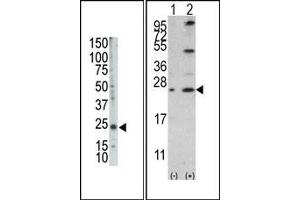 Image no. 2 for anti-BCL2-Like 2 (BCL2L2) (AA 1-100), (BH3 Domain), (N-Term) antibody (ABIN356814)
