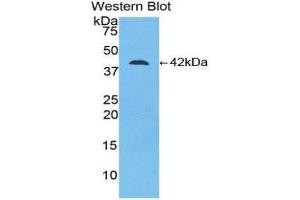 Western Blotting (WB) image for anti-Creatine Kinase, Brain (CKB) (AA 11-367) antibody (ABIN1077952) (CKB anticorps  (AA 11-367))