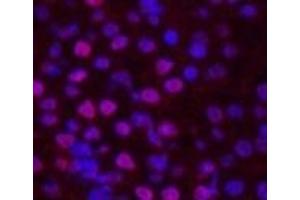 Immunofluorescence analysis of Mouse kidney tissue using Histone H2B Monoclonal Antibody at dilution of 1:200.