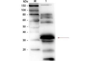 Western Blot of Goat anti-Folate Binding Protein (Bovine Milk) Antibody Biotin Conjugated.