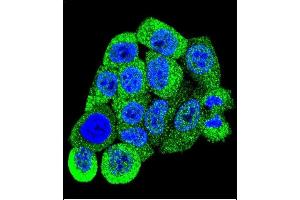 Confocal immunofluorescent analysis of YWHAB Antibody (C-term) (ABIN392788 and ABIN2842226) with Hela cell followed by Alexa Fluor 488-conjugated goat anti-rabbit lgG (green).
