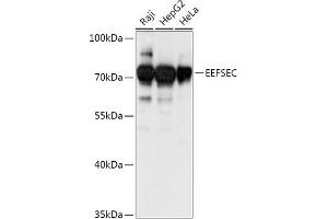 Western blot analysis of extracts of various cell lines, using EEFSEC antibody (ABIN7267020) at 1:1000 dilution. (EEFSEC anticorps  (AA 347-596))
