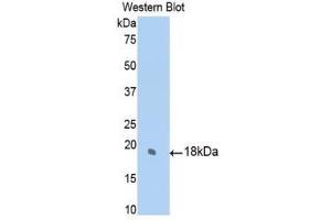 Western Blotting (WB) image for anti-Sulfite Oxidase (SUOX) (AA 397-540) antibody (ABIN1860664) (SUOX anticorps  (AA 397-540))