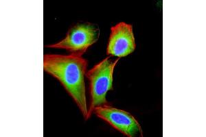 Immunofluorescent analysis of 4 % paraformaldehyde-fixed, 0.