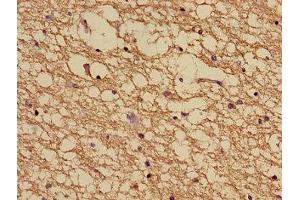 Immunohistochemistry of paraffin-embedded human brain tissue using ABIN7160905 at dilution of 1:100 (NDUFA5 anticorps  (AA 38-114))