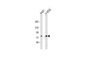 All lanes : Anti-N1A2 Antibody (Center) at 1:2000 dilution Lane 1: A431 whole cell lysate Lane 2: U-2OS whole cell lysate Lysates/proteins at 20 μg per lane. (MAN1A2 anticorps  (AA 342-373))
