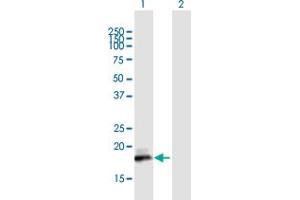 Western Blot analysis of ISG20 expression in transfected 293T cell line by ISG20 MaxPab polyclonal antibody. (ISG20 anticorps  (AA 1-181))