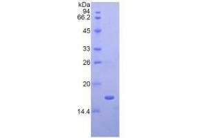 SDS-PAGE of Protein Standard from the Kit (Highly purified E.