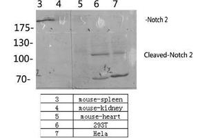 Western Blot (WB) analysis: Please contact us for more details.