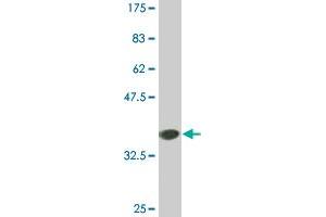 Western Blot detection against Immunogen (35.